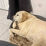 animal, bed, blanket, canine, companion, curtain, dog, domestic_animal, floor, fur, indoor, labrador, lying_down, pet, quiet, relaxed, resting, side_view, tile_floor, yellow_labrador