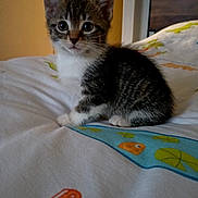 Nya a rejoint le concours — aidez-le/la à gagner de superbes lots ! kitten, cat, pet, animal, indoor, bed, bedding, cute, small, fur, tabby, whiskers, ears, eyes, paws, resting, young, domestic, cozy, portrait