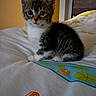 kitten, cat, pet, animal, indoor, bed, bedding, cute, small, fur, tabby, whiskers, ears, eyes, paws, resting, young, domestic, cozy, portrait