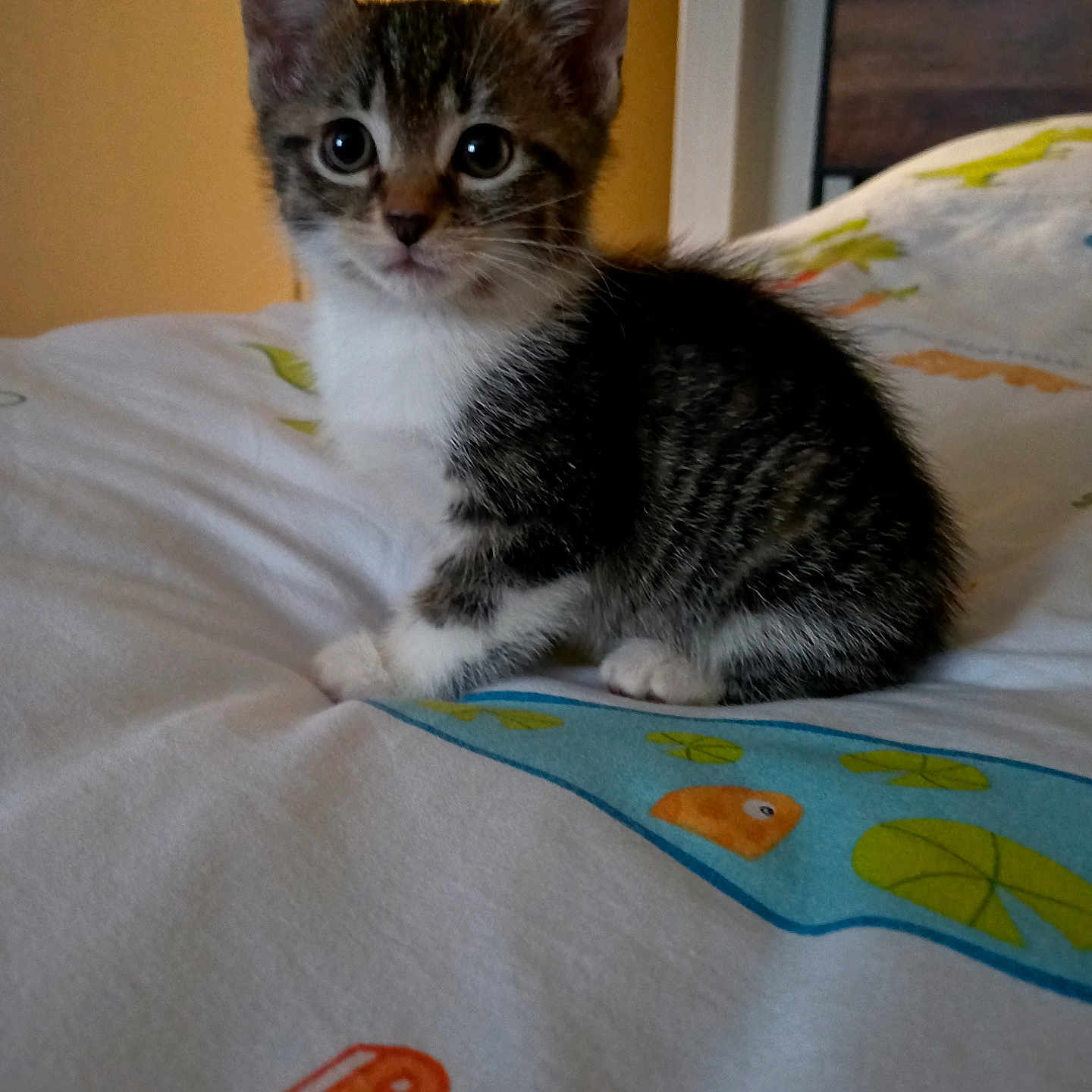 Nya