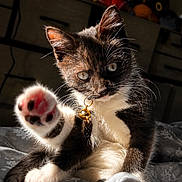 Miso joined the competition — help win amazing prizes! cat, kitten, paw, pink_paw_pads, tuxedo_cat, indoor, sunlight, fur, whiskers, eyes, collar, bell, bed, blanket, close_up, cute, playful, pet, animal, feline