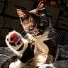 cat, kitten, paw, pink_paw_pads, tuxedo_cat, indoor, sunlight, fur, whiskers, eyes, collar, bell, bed, blanket, close_up, cute, playful, pet, animal, feline