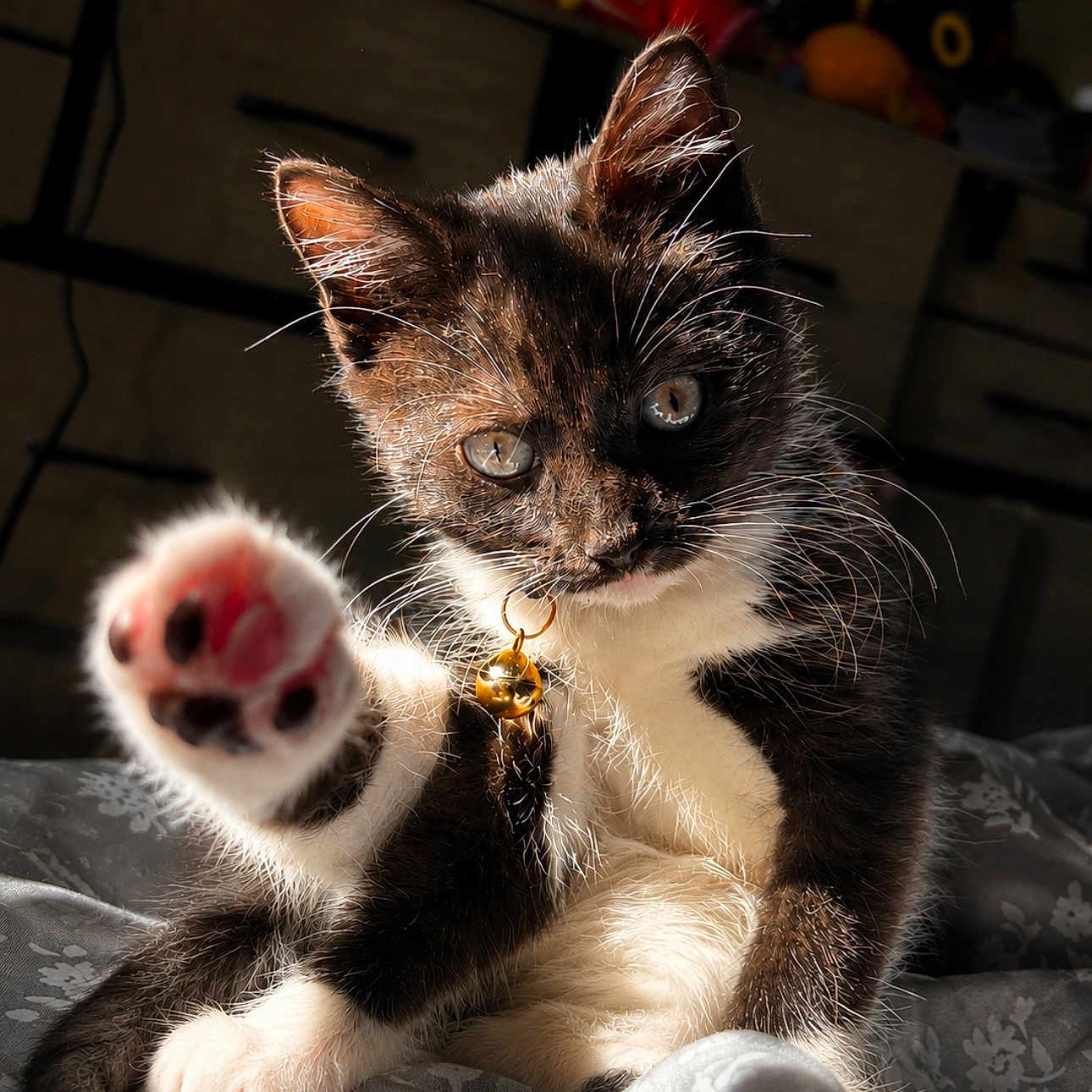 Miso joined the competition — help win amazing prizes! cat, kitten, paw, pink_paw_pads, tuxedo_cat, indoor, sunlight, fur, whiskers, eyes, collar, bell, bed, blanket, close_up, cute, playful, pet, animal, feline