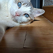 Rex a rejoint le concours — aidez-le/la à gagner de superbes lots ! animal, blue_eyes, cat, close_up, curious, domestic_animal, ear, eye_contact, feline, floor, fur, house, indoor, lying_down, pet, portrait, resting, soft_light, whiskers, wooden_floor