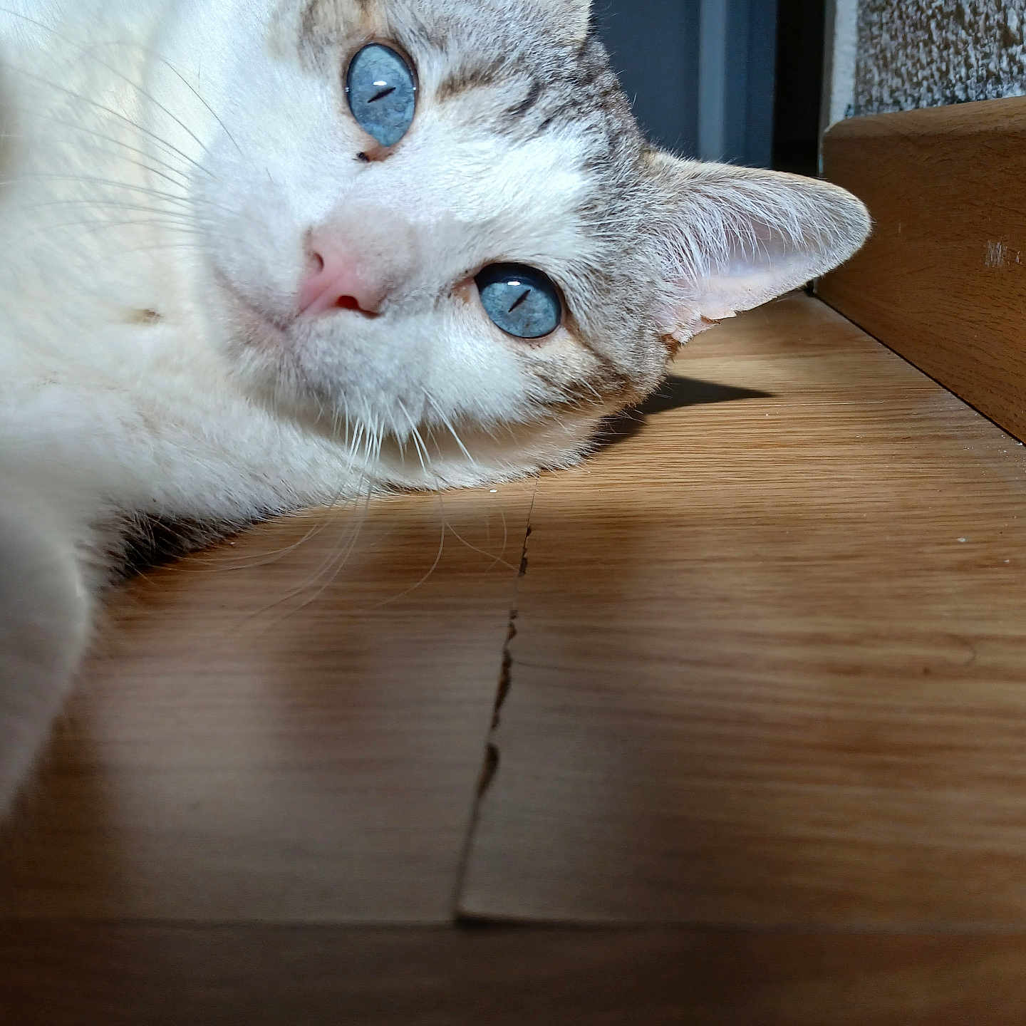 Rex