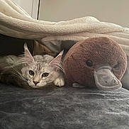 Sadie is registered to the contest to win money with this photo: cat, stuffed_animal, platypus, blanket, furniture, indoor, plush, pet, resting, cozy, soft_texture, animal, cute, relaxing, sleepy, home, comfort, domestic, mammal, feline