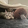 cat, stuffed_animal, platypus, blanket, furniture, indoor, plush, pet, resting, cozy, soft_texture, animal, cute, relaxing, sleepy, home, comfort, domestic, mammal, feline