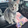 Sadie joined the competition — help win amazing prizes! cat, gray_cat, white_cat, pet, animal, car_interior, car_seat, harness, pink_blanket, cartoon_print, tongue_out, licking, playful, feline, close_up, seatbelt_buckle, dashboard, window, parking_lot, daylight