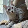 Sadie joined the competition — help win amazing prizes! cat, feline, tabby_cat, fluffy, indoor, window, curtain, plush_toy, cat_tree, pet, animal, cozy, relaxed, gray, white, whiskers, ears, paws, home, soft