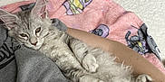 Sadie is registered to the contest to win money with this photo: cat, kitten, gray_cat, white_cat, pet, animal, furry, cute, sleepy, relaxed, blanket, pink_blanket, person, arm, indoor, cozy, comfort, soft, fur, resting