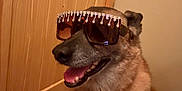 Maya is registered to the contest to win money with this photo: dog, sunglasses, indoor, smiling, pet, canine, wooden_door, carpet, accessory, happy, funny, brown_fur, sitting, portrait, cute, animal, companion, fashion, cool, house