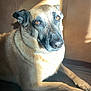 dog, animal, pet, indoor, sunlight, brown_fur, wooden_floor, relaxed, looking_up, ears, snout, paws, close_up, portrait, companion, domestic_animal, canine, quiet, warm_light, furry