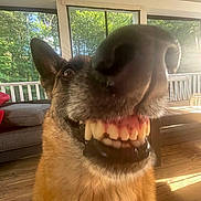 Maya is registered to the contest to win money with this photo: dog, german_shepherd, close_up, smiling, teeth, snout, porch, wooden_floor, couch, window, sunlight, indoor, pet, animal, furry, ears, tongue, happy, face, canine