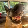 dog, german_shepherd, close_up, smiling, teeth, snout, porch, wooden_floor, couch, window, sunlight, indoor, pet, animal, furry, ears, tongue, happy, face, canine
