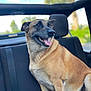 dog, canine, pet, car_interior, seat, seatbelt, window, outdoor, daylight, tan_coat, black_coat, smiling, tongue_out, happy, animal, backseat, vehicle, head, ears, fur