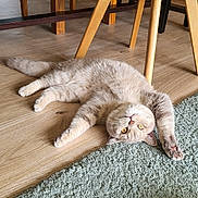 Ultron a rejoint le concours — aidez-le/la à gagner de superbes lots ! cat, indoor, wooden_floor, green_rug, chair, stretching, relaxed, feline, pet, cozy, home, yellow_eyes, light_brown_fur, flooring, domestic_cat, animal, cute, laying_down, paws, whiskers