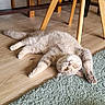cat, indoor, wooden_floor, green_rug, chair, stretching, relaxed, feline, pet, cozy, home, yellow_eyes, light_brown_fur, flooring, domestic_cat, animal, cute, laying_down, paws, whiskers