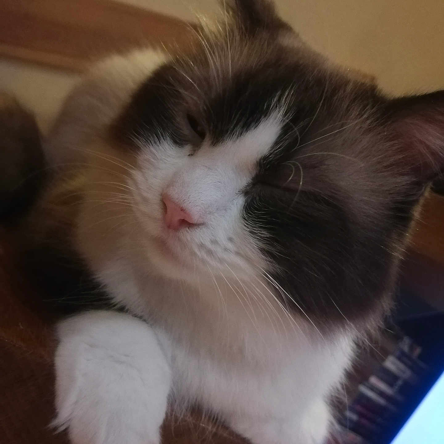 Oreo a rejoint le concours — aidez-le/la à gagner de superbes lots ! animal, cat, close_up, cozy, cute, dark_fur, face, feline, fluffy, fur, indoor, paw, pet, portrait, relaxed, resting, sleepy, whiskers, white_fur, wooden_surface