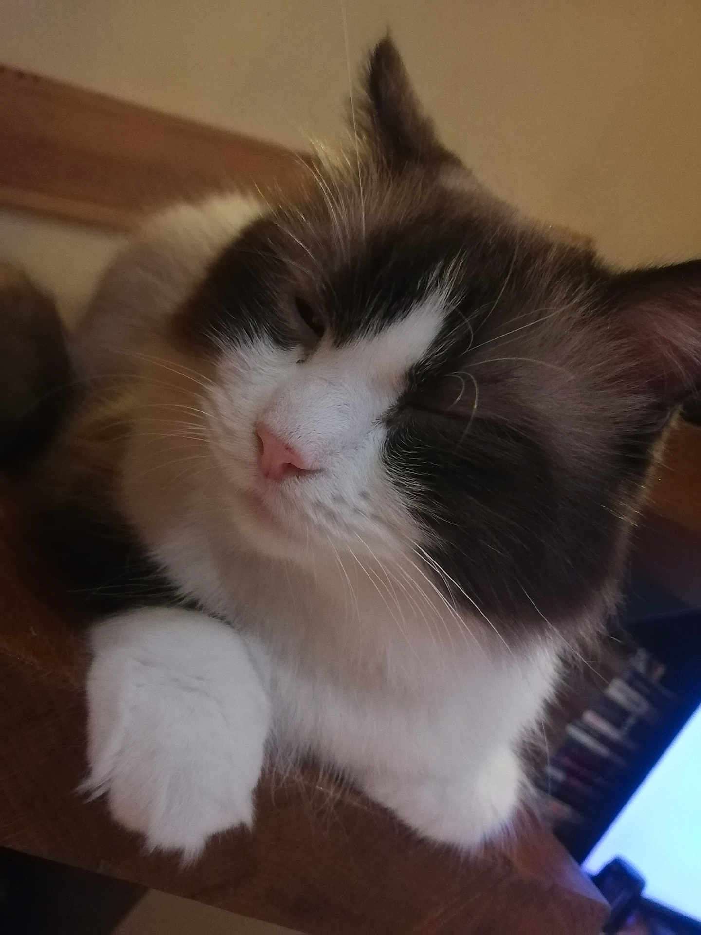 Oreo