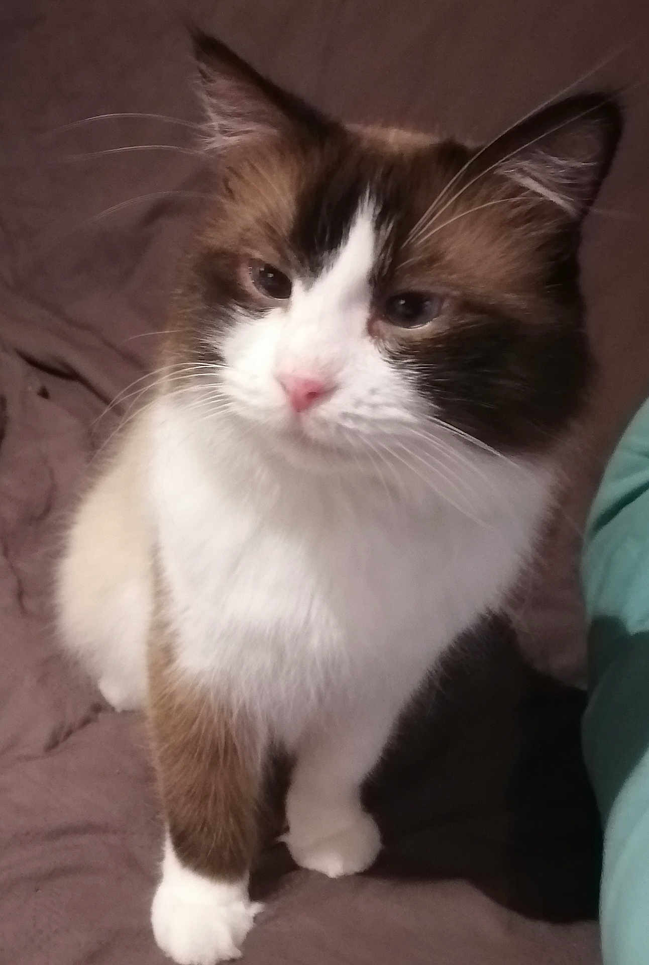 Oreo