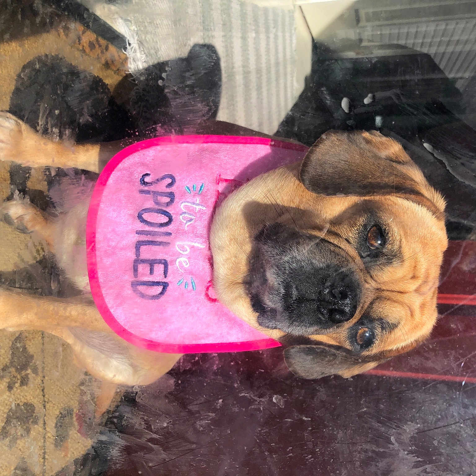 Cloe joined the competition — help win amazing prizes! canidae, carnivore, collar, companion_dog, dog, dog_breed, dog_collar, dog_supply, eyewear, fawn, mammal, pet_supply, pink, pug, snout, sporting_group, toy_dog, vertebrate, working_animal, wrinkle