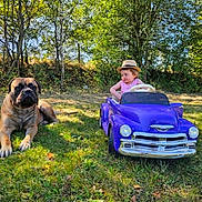 Ulk a rejoint le concours — aidez-le/la à gagner de superbes lots ! bulldog, child, convertible, dog, family, forest, front_view, grass, hat, lying_down, nature, outdoor, playtime, portrait, purple_car, sitting, sunlight, toy_car, trees, vehicle