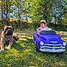 bulldog, child, convertible, dog, family, forest, front_view, grass, hat, lying_down, nature, outdoor, playtime, portrait, purple_car, sitting, sunlight, toy_car, trees, vehicle
