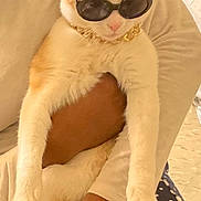 Tiger is registered to the contest to win money with this photo: accessory, animal, cartoon_print, casual, cat, comfort, cute, fashion, feline, gold_chain, holding, indoor, orange_cat, pajama_pants, person, pet, portrait, relaxed, sunglasses, white_cat