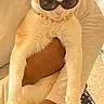 accessory, animal, cartoon_print, casual, cat, comfort, cute, fashion, feline, gold_chain, holding, indoor, orange_cat, pajama_pants, person, pet, portrait, relaxed, sunglasses, white_cat