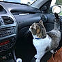 Tigrou participe au concours pour gagner de l'argent avec cette photo : cat, tabby_cat, car_interior, passenger_seat, gear_shift, dashboard, window, leather_bag, curious, pet, collar, indoor, vehicle, seat, gray, white, black, side_mirror, feline, domestic_animal