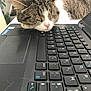 Tigrou a rejoint le concours — aidez-le/la à gagner de superbes lots ! cat, tabby_cat, sleeping, laptop, keyboard, indoor, pet, resting, closeup, technology, feline, whiskers, nose, ears, fur, computer, desk, home, relaxation, animal