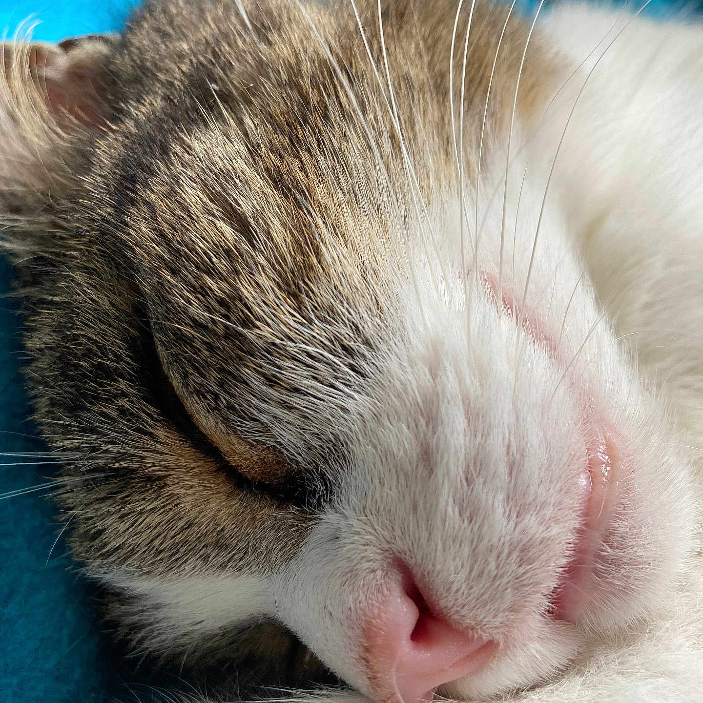Tigrou participe au concours pour gagner de l'argent avec cette photo : animal, blue_background, cat, close_up, closed_eyes, cozy, cute, domestic_cat, face, feline, fur, mammal, pet, pink_nose, relaxed, resting, sleeping, soft, whiskers
