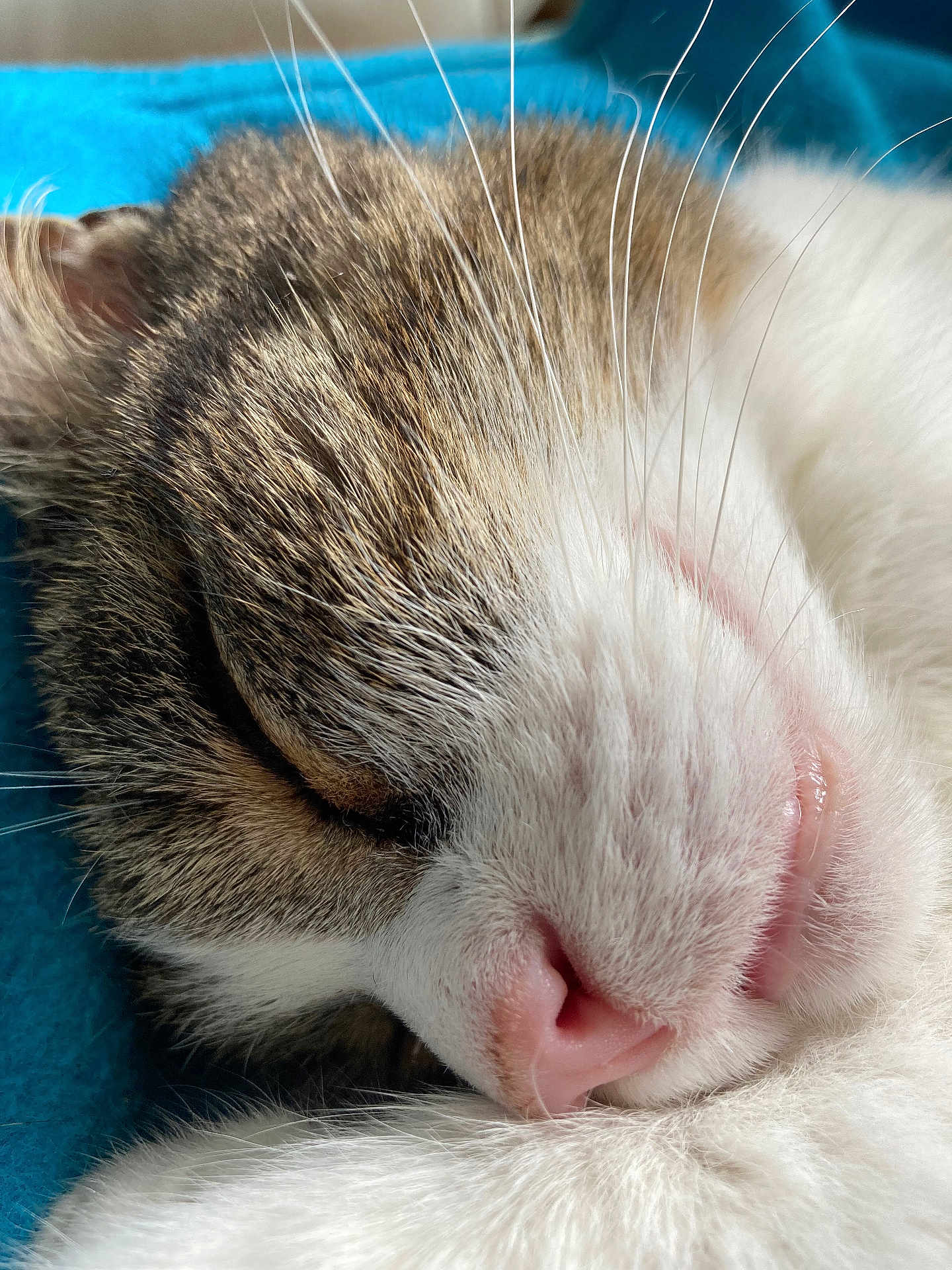 Tigrou participe au concours pour gagner de l'argent avec cette photo : cat, sleeping, close_up, fur, pink_nose, whiskers, pet, animal, cozy, resting, soft, cute, domestic_cat, mammal, feline, relaxed, face, closed_eyes, blue_background
