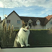 Tigrou participe au concours pour gagner de l'argent avec cette photo : cat, window, outdoor, house, sky, cloudy, collar, pet, animal, suburban, grass, hedge, daytime, feline, curious, mouth_open, ears_up, fur, nature, residential