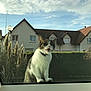 cat, window, outdoor, house, sky, cloudy, collar, pet, animal, suburban, grass, hedge, daytime, feline, curious, mouth_open, ears_up, fur, nature, residential