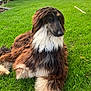 dog, afghan_hound, grass, garden, outdoor, pet, animal, long_hair, canine, fence, greenery, nature, relaxed, laying_down, portrait, mammal, fluffy, companion, summer, sunlight