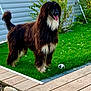 dog, long_hair, brown, white, grass, lawn, fence, bushes, house, wooden_deck, ball, outdoor, pet, happy, panting, playful, garden, summer, nature, animal