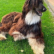 Teckila a rejoint le concours — aidez-le/la à gagner de superbes lots ! dog, grass, lawn, garden, fence, outdoor, pet, fluffy, brown, white, black, canine, animal, relaxed, happy, nature, green, summer, daytime, domestic