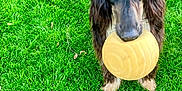 Teckila participe au concours pour gagner de l'argent avec cette photo : dog, grass, ball, outdoor, pet, playful, animal, long_ears, brown_fur, green_lawn, looking_up, nature, cute, friendly, canine, fur, toy, summer, daylight, mammal