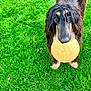 dog, grass, ball, outdoor, pet, playful, animal, long_ears, brown_fur, green_lawn, looking_up, nature, cute, friendly, canine, fur, toy, summer, daylight, mammal