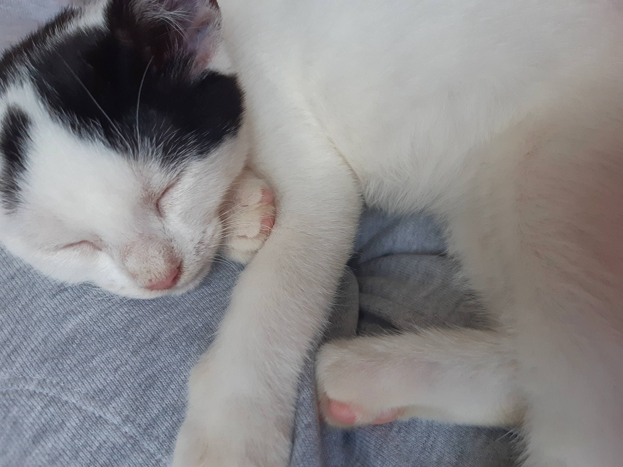 Oreo participe au concours pour gagner de l'argent avec cette photo : carnivore, cat, claw, comfort, domestic_short_haired_cat, eyelash, felidae, fur, nap, paw, sleep, small_to_medium_sized_cats, snout, tail, whiskers