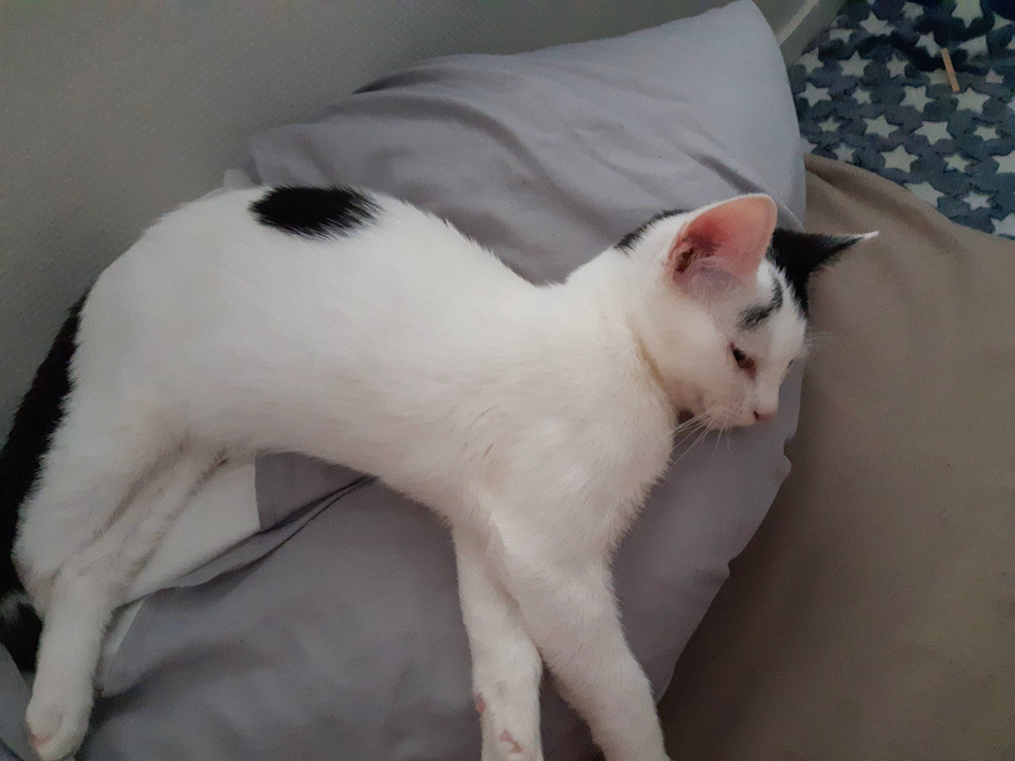 Oreo