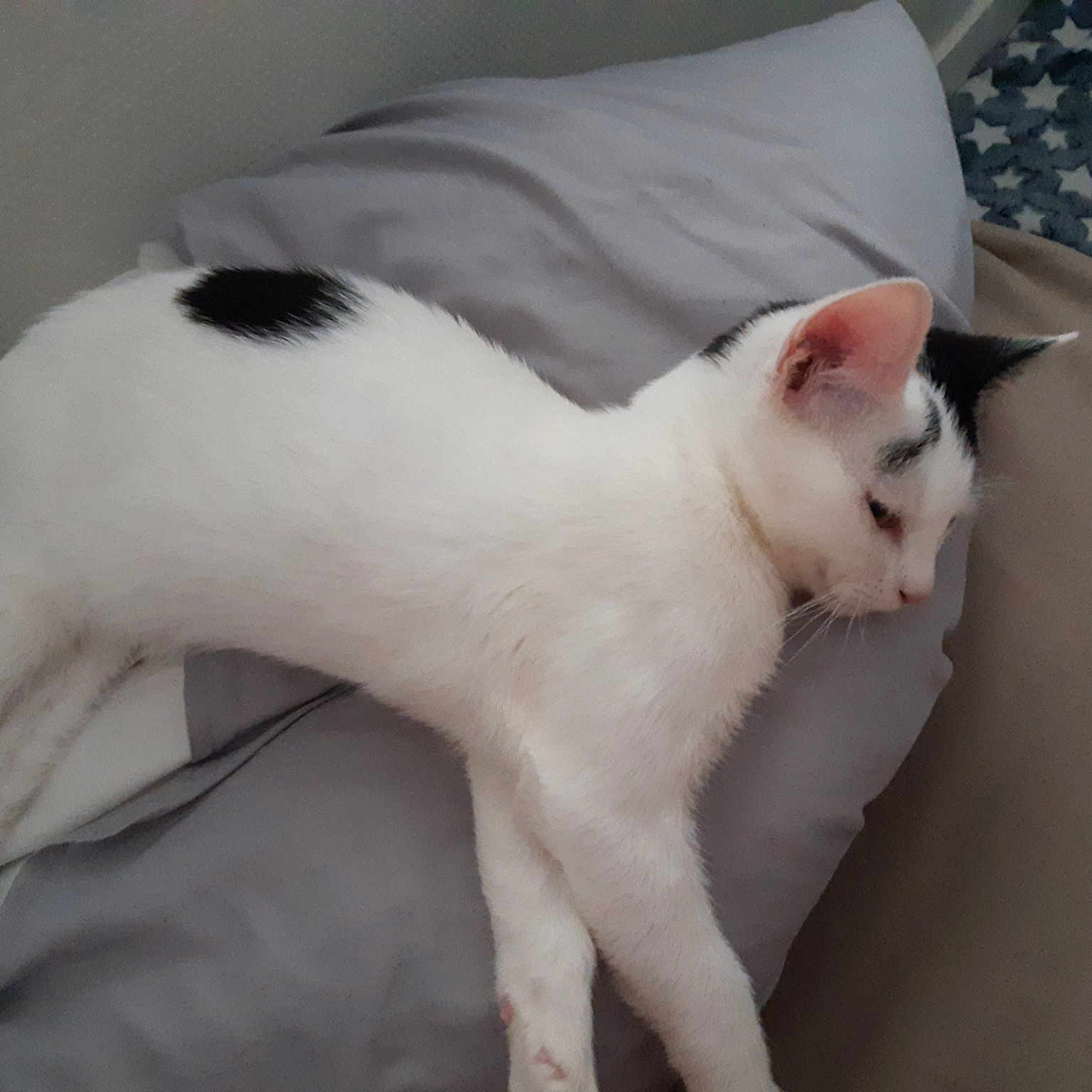 Oreo