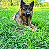 dog, german_shepherd, grass, outdoor, greenery, animal, pet, nature, field, canine, ears, alert, fur, muzzle, laying_down, sunlight, summer, leafy, watchful, portrait