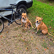 Marley a rejoint le concours — aidez-le/la à gagner de superbes lots ! dog, canine, pet, brown_dog, sitting, outdoor, gravel, grass, van, vehicle, bicycle, wheel, chain, collar, muddy, nature, hedge, leaf, parked, daylight