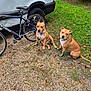 dog, canine, pet, brown_dog, sitting, outdoor, gravel, grass, van, vehicle, bicycle, wheel, chain, collar, muddy, nature, hedge, leaf, parked, daylight