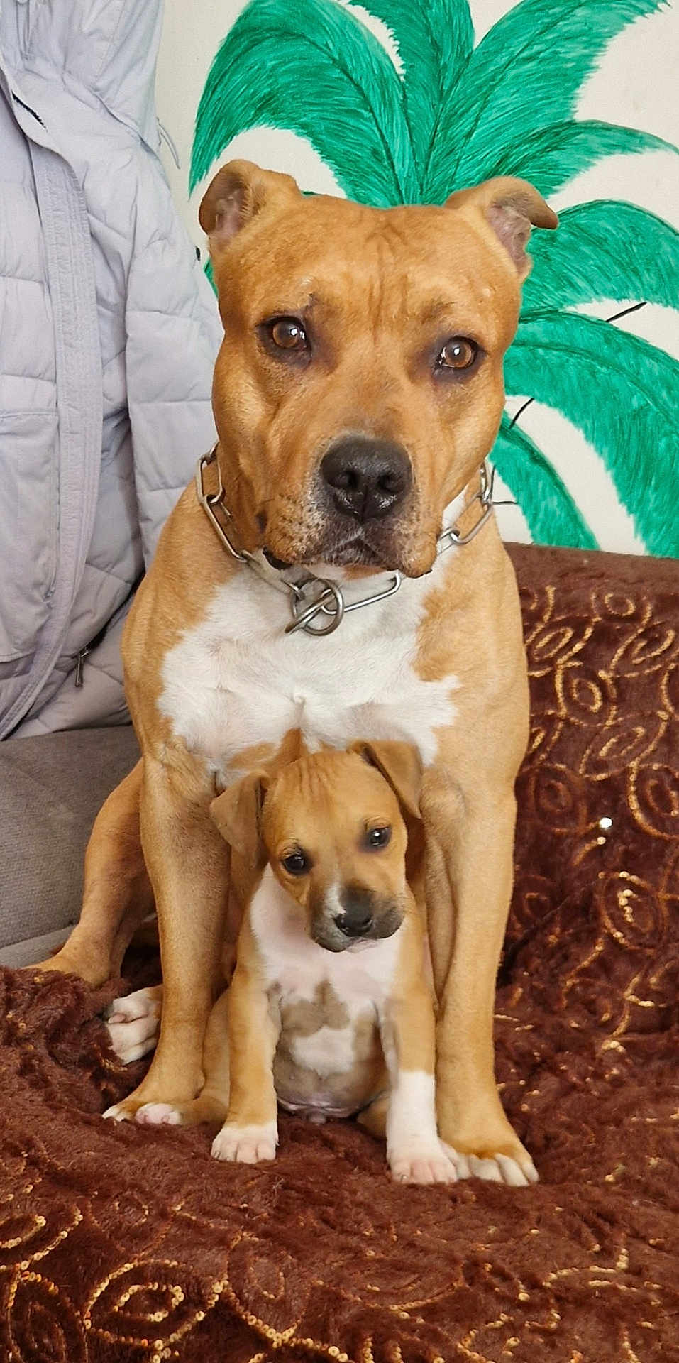 Marley a rejoint le concours — aidez-le/la à gagner de superbes lots ! dog, puppy, brown_dog, pet, animal, cute, indoor, blanket, portrait, sitting, fur, collar, home, companions, family, cute_puppy, loyalty, friendship, cozy, love