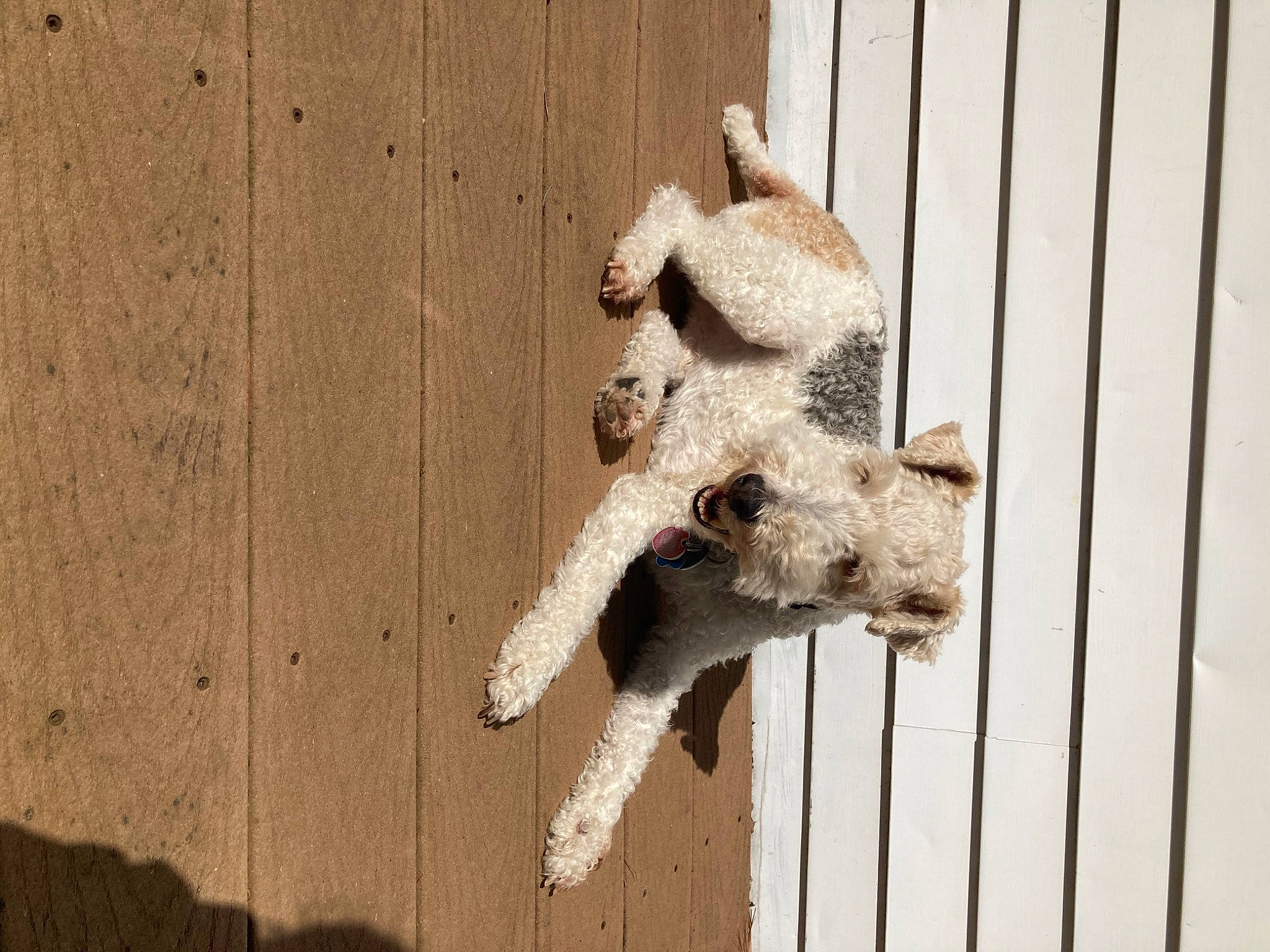 Indy is registered to the contest to win money with this photo: animal_shelter, cage, canidae, dog_breed, fawn, felidae, fur, hardwood, livestock, pet_supply, snout, sporting_group, tail, terrestrial_animal, wildlife, wood, working_animal