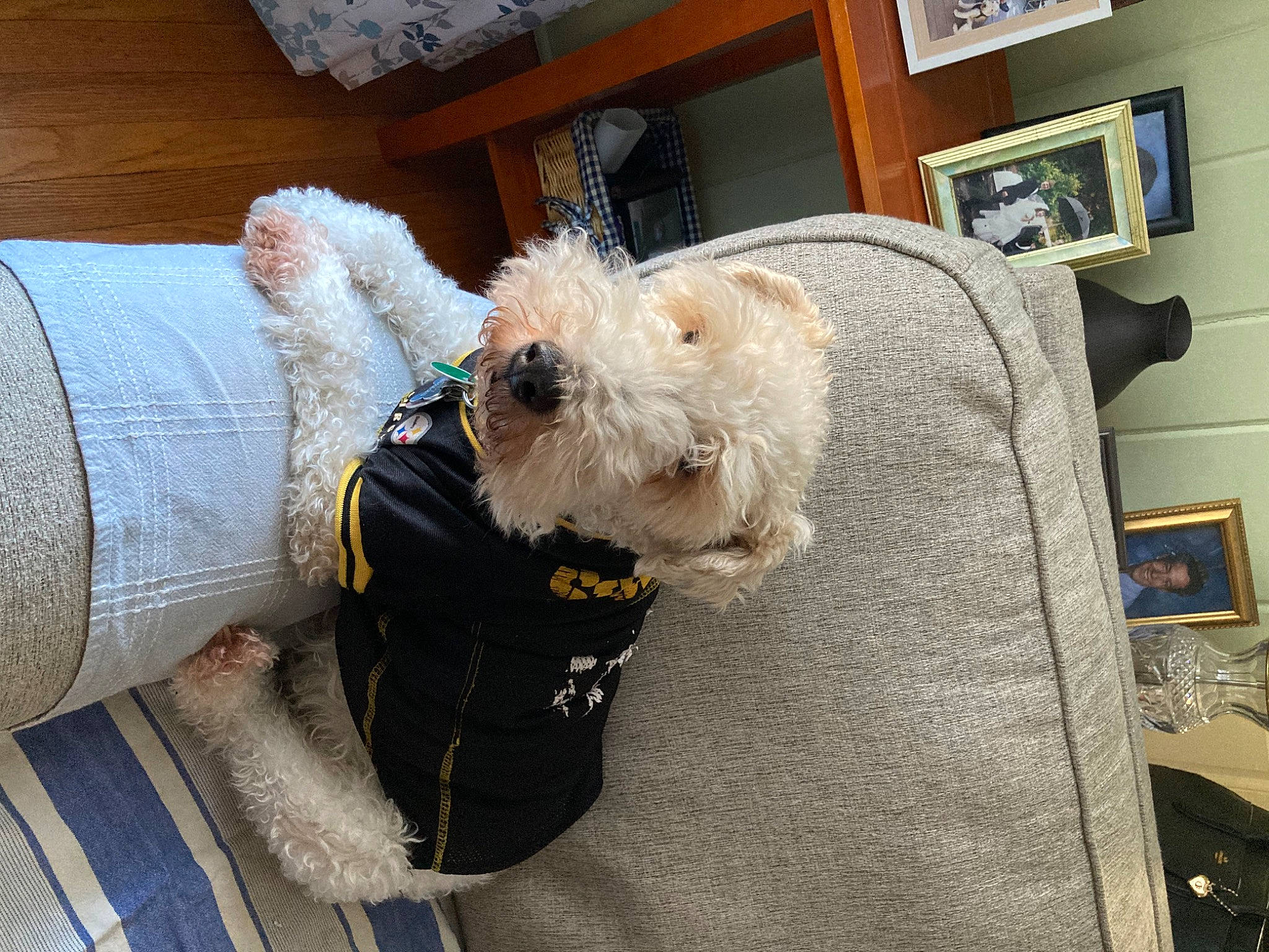 Indy is registered to the contest to win money with this photo: canidae, car_seat, carnivore, collar, comfort, companion_dog, dog, dog_breed, dog_clothes, dog_collar, dog_supply, fawn, fur, picture_frame, small_terrier, sporting_group, television, terrier, toy_dog, working_animal