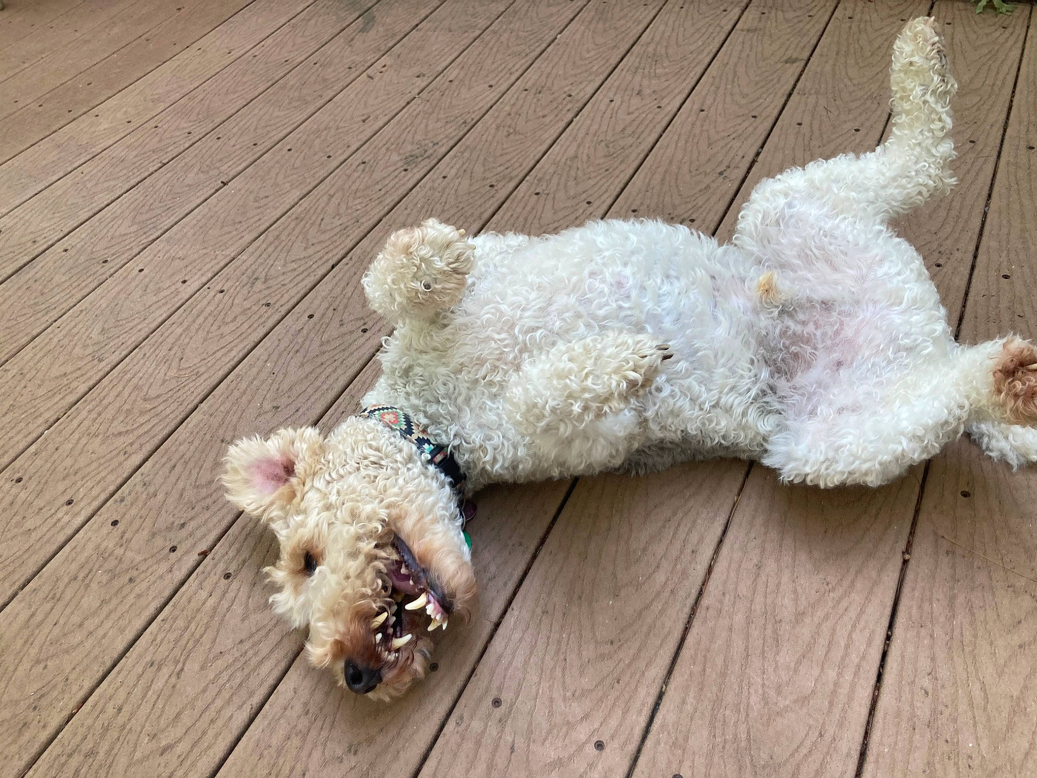 Indy joined the competition — help win amazing prizes! canidae, carnivore, companion_dog, dog, dog_breed, dog_collar, fawn, fur, hardwood, labradoodle, poodle, sporting_group, sunglasses, tail, terrier, toy, toy_dog, water_dog, wood, working_animal